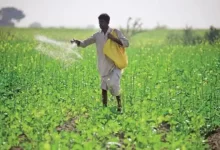 Photo of नैनो यूरिया का इस्तेमाल बढ़ने से किसानों को आर्थिक बचत होगी – सहकारिता मंत्री