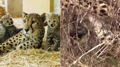 Photo of मध्य प्रेदेश : कूनो नेशनल पार्क में मादा चीता ज्वाला ने तीन शावकों को दिया जन्म