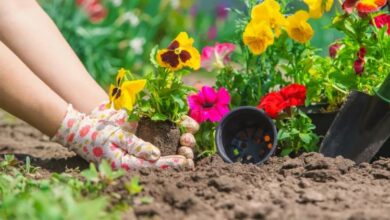 Photo of फरवरी में लगाएं ये फूल, खूबसूरती बढ़ने के साथ ही महक उठेगी आपकी बगिया