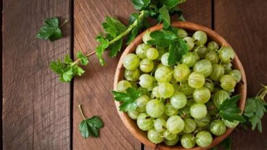Photo of डायबिटीज ही नहीं और भी कई खतरनाक बीमारियों से बचाव में मददगर है आंवला