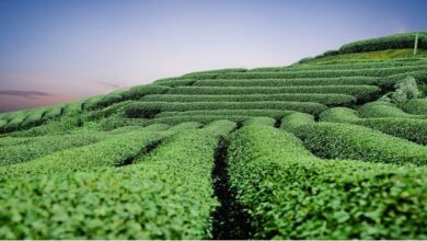 Photo of जानिए असम के मशहूर पर्यटन स्थल और सफर का खर्च