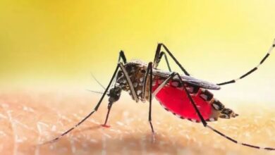 Photo of पुणे में मच्छरों के झुंड से दहशत, घरों में कैद हुए लोग