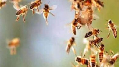 Photo of बैतूल में मधुमक्खियों के हमले से 50 से अधिक लोग हुए घायल