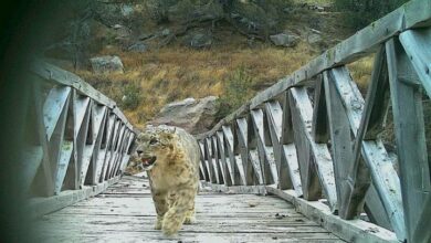 Photo of चोरगाड में चहलकदमी करता हिम तेंदुआ ट्रैप कैमरे में कैद