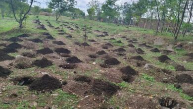 Photo of आज खरगोन में लगाए जाएंगे 1.51 लाख पौधे, जिला प्रशासन की तैयारी पूरी