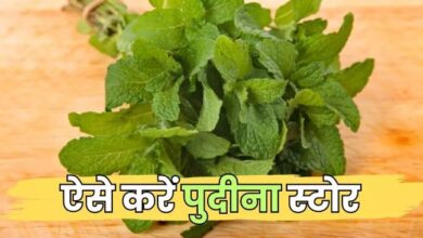 Photo of पुदीने की पत्तियों को लंबे समय तक फ्रेश रखने के लिए ये 6 आसान उपाय