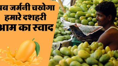 Photo of यूपी: अब जर्मनी और यूएस भी भेजा जाएगा लखनऊ का दशहरी आम