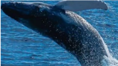 Photo of न्यूजीलैंड में मिली दुनिया की सबसे दुर्लभ व्हेल