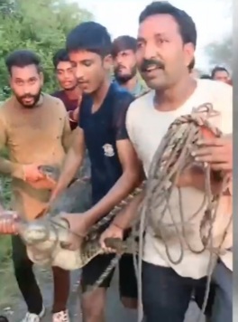 Photo of जब वन विभाग की टीम के सामने ही मगरमच्छ को साइकिल पर रखकर पूरे गांव में घुमाया, वीडियो हुआ वायरल