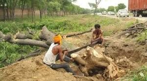 Tree cutting in UP, Kanwar Yatra tree felling, NGT protected forest cutting, Meerut tree felling, environmental crisis due to tree cutting उत्तर प्रदेश पेड़ कटाई, कांवड़ यात्रा पर्यावरणीय प्रभाव, मेरठ संरक्षित वन कटाई, गाजियाबाद पेड़ कटाई, NGT आदेश वृक्ष कटाई UP tree cutting, Kanwar Yatra environmental impact, Meerut forest tree felling, Ghaziabad tree cutting, NGT order on tree felling पेड़ कटाई उत्तर प्रदेश, कांवड़ यात्रा में पेड़ कटे, संरक्षित वन कटाई NGT, मेरठ पेड़ कटाई, पर्यावरण संकट वृक्ष कटाई