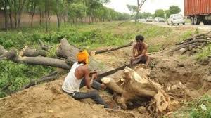 Tree cutting in UP, Kanwar Yatra tree felling, NGT protected forest cutting, Meerut tree felling, environmental crisis due to tree cutting उत्तर प्रदेश पेड़ कटाई, कांवड़ यात्रा पर्यावरणीय प्रभाव, मेरठ संरक्षित वन कटाई, गाजियाबाद पेड़ कटाई, NGT आदेश वृक्ष कटाई UP tree cutting, Kanwar Yatra environmental impact, Meerut forest tree felling, Ghaziabad tree cutting, NGT order on tree felling पेड़ कटाई उत्तर प्रदेश, कांवड़ यात्रा में पेड़ कटे, संरक्षित वन कटाई NGT, मेरठ पेड़ कटाई, पर्यावरण संकट वृक्ष कटाई