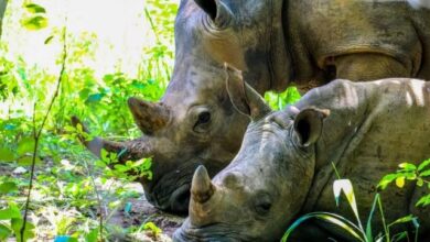 Photo of Best Tourist Spots के नाम से जाने जाते हैं भारत के ये चिड़ियाघर