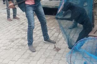 पागल कुत्ता पकड़ा गया, लखनऊ में कुत्ते का हमला, आवारा कुत्ते, लखनऊ वार्ड, कुत्ते के हमले से घायल, stray dog in Lucknow, angry dog attack, animal attack Lucknow, stray dogs in city, public safety from dogs,