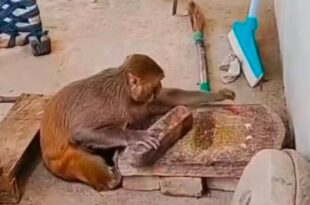 रानी बंदरिया काम करती हुई, बंदरिया किचन में, आकाश और रानी का वीडियो, रानी वीडियो देखती हुई, बंदरिया की घरेलू मदद, Monkey video viral, Rani and Akash playing together, Monkey performing tricks, Akash monkey household tasks, Akash and Rani friendship, Akash and monkey viral video,