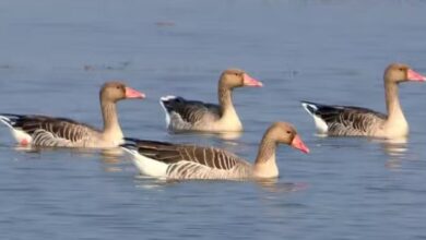 Photo of विदेशी महमानों से गुलजार हुई तराई: यूरोप, ईरान और साइबेरिया के पक्षी बढ़ा रहे रौनक
