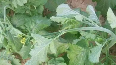 Photo of हरियाणा में तापमान शून्य के करीब, पारा 0.6 डिग्री पर पहुंचने से जमने लगा पाला