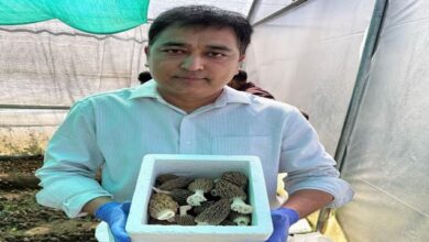 Photo of पौड़ी के लाल का कमाल…सबसे महंगे मशरूम की खेती, कीमत 40 हजार रुपये किलो तक