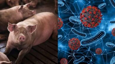 Photo of मिजोरम में अफ्रीकी स्वाइन फीवर का कहर, एक हजार से ज्यादा सूअरों की मौत
