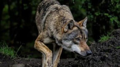 Photo of बहराइच में मौत बनकर आया आदमखोर भेड़िया, मासूम को घसीटते हुए ले गया जंगल…