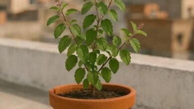 Photo of पूजा में करें मां तुलसी के इन मंत्रों का जप, कर्ज की समस्या होगी दूर