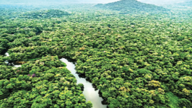Photo of इको सेंसिटिव जोन की पर्यावरण वहन क्षमता का हो रहा अध्ययन, एफआरआई वैज्ञानिक देंगे रिपोर्ट