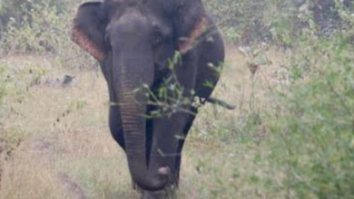 Photo of जंगली हाथी ने ऑटो पर किया हमला, तीन लोग घायल, वन विभाग की टीम मौके पर पहुंची