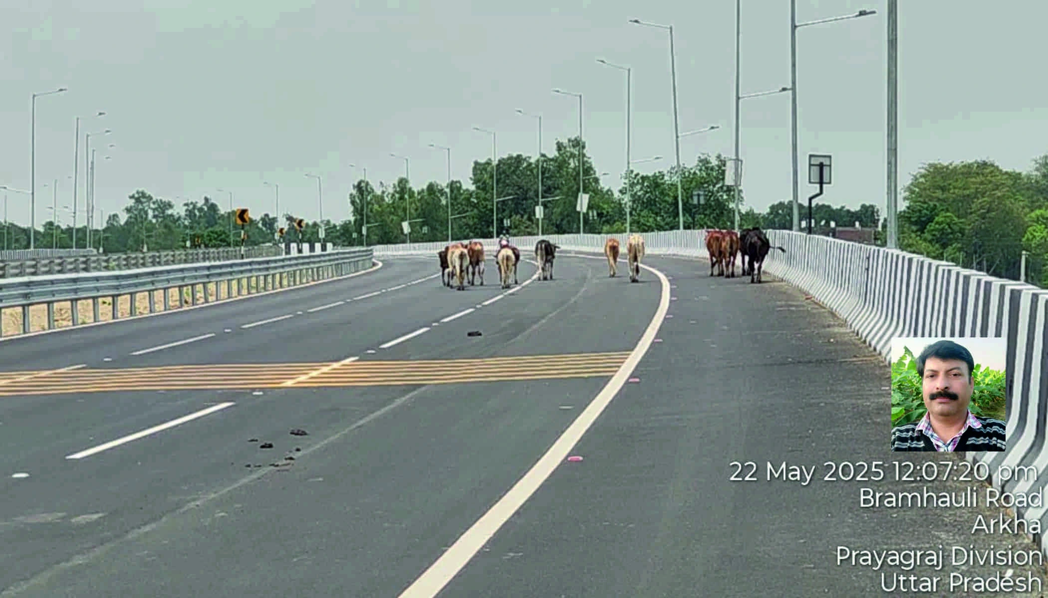 Photo of एनएचएआई फोरलेन पर जान का खतरा, आवारा जानवरों से राहगीर बेहाल