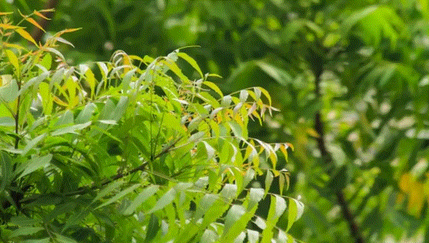 Photo of रोज सुबह खाली पेट चबाना शुरू कर दें नीम के पत्‍ते, म‍िलेंगे 7 बड़े फायदे