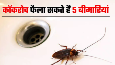 Photo of कॉकरोच से फैलने वाली 5 बीमारियां उड़ा देंगी होश