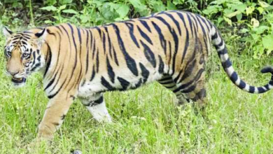 Photo of बांधवगढ़ में बाघिन का आतंक, एक और महिला हुई शिकार