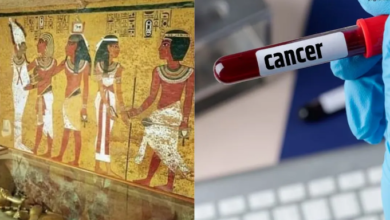 Photo of “Pharaoh’s Curse” दे सकता है कैंसर को मात? जानलेवा फंगस से मिली इलाज की नई उम्मीद