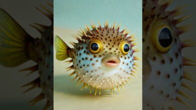 Photo of भोपाल में बनेगा 40 करोड़ का एक्वा पार्क, डिजिटल एक्वेरियम, वाटर टनल