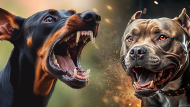 Photo of देहरादून : राजधानी में पाले जा रहे खतरनाक प्रजाति के 300 से ज्यादा कुत्ते, 23 ऐसी नस्लों पर है प्रतिबंध