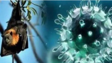 Photo of केरल में फिर पैर पसार रहा है निपाह वायरस, एक और शख्स की मौत ने बढ़ाया डर