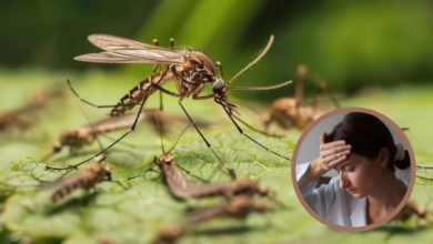 Photo of बरसात में बढ़ जाता है चिकनगुनिया का खतरा, 8 लक्षणों से करें बीमारी की पहचान