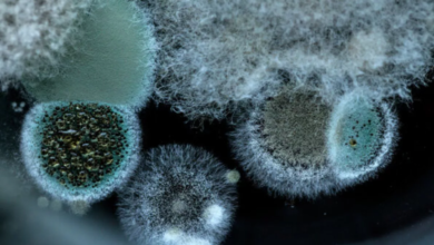 Photo of Covid-19 के बाद Black Fungus ने बढ़ाई चिंता, ICMR की रिपोर्ट ने चौंकाया; आख‍िर क्‍या है ये बीमारी?
