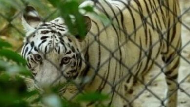 Photo of टाइगर दिवस आज: नौ साल का हुआ “जय”, लखनऊ जू में आकर्षण का केंद्र बने 11 टाइगर