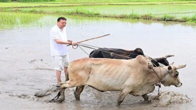 Photo of सीएम पुष्कर सिंह धामी ने अपने खेत में चलाया हल, धान की रोपाई की; किसानों के श्रम को किया नमन
