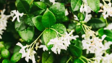 Photo of जोड़ों का दर्द हो या खांसी,  इस जादुई पौधे के पत्ते हैं रामबाण इलाज