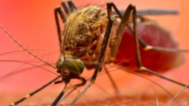 Photo of तेज बारिश के बाद बढ़ जाता है डेंगू-मलेरिया का खतरा