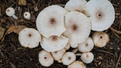 Photo of डायबिटीज और हाई कोलेस्ट्रॉल को कंट्रोल करने में फायदेमंद है मिल्की मशरूम