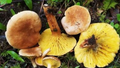 Photo of पिथौरागढ़ के धारचूला में जंगली मशरूम खाने से बिगड़ी युवक की तबीयत