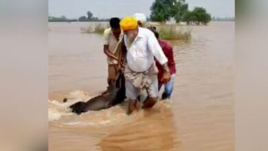 Photo of पंजाब में राहत नहीं:  बाढ़ का दायरा बढ़ा, 10 जिलों के 900 गांव चपेट में