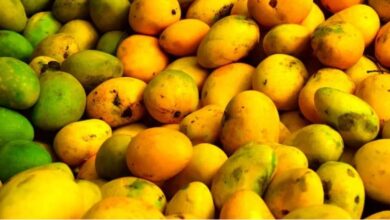 Photo of अब डायबिटीज वाले भी उठा सकेंगे आम का लुत्फ
