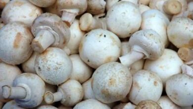Photo of हिमाचल : अब 25 से 28 डिग्री तापमान में भी तैयार होगी मशरूम