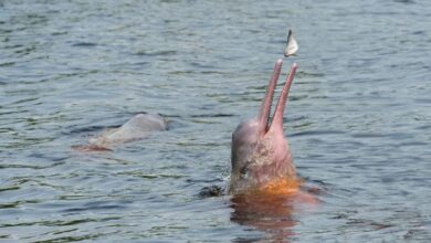 Photo of दिल्ली: गंगा-ब्रह्मपुत्र बेसिन में दिखीं जीवन की लहरें, डॉल्फिन की संख्या पहुंची 6324