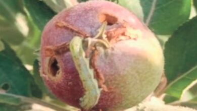 Photo of हिमाचल प्रदेश: कपास के कीट हेलिकोवर्पा आर्मीगेरा का सेब पर हमला