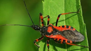 Photo of अमेरिका में बरपाया किसिंग बग ने कहर, बनता है जानलेवा चगास डिजीज की वजह