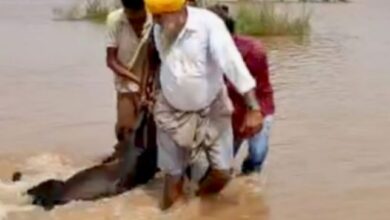 Photo of पंजाब में अफ़्रीकी स्वाइन फीवर का खतरा, 210 जानवर मरे