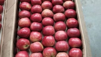 Photo of आपदा के बावजूद हिमाचल में बीते साल के मुकाबले ज्यादा सेब उत्पादन
